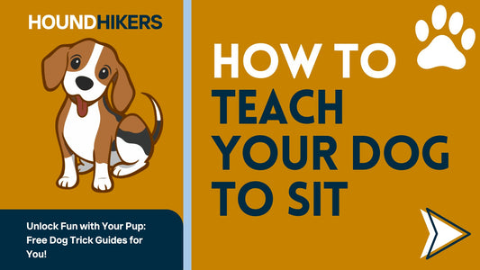 How to Teach a Dog to Sit: A Step-by-Step Guide